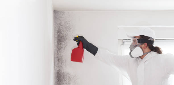 Best Residential Mold Remediation in Chester Center, CT