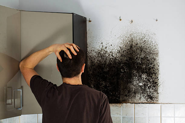 Best Basement Mold Remediation in Chester Center, CT
